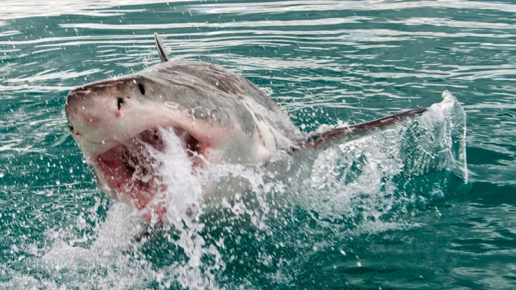 Tiburón blanco mata a pescador en Sonora