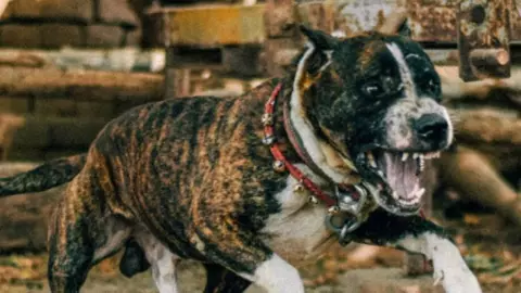 hombre con severas lesiones tras ataque perro pitbull yucatan