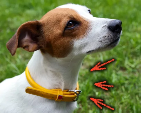 /mascotas/significado-perro-cinta-amarilla-paseo-veterinarios