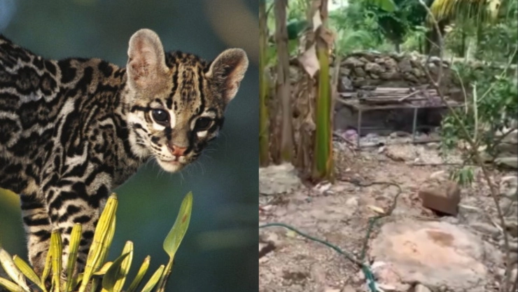 Tigrillo en Buctzotz: ¿Ya fue atrapado el felino que atacó gallinas en la comisaría de X’bec?