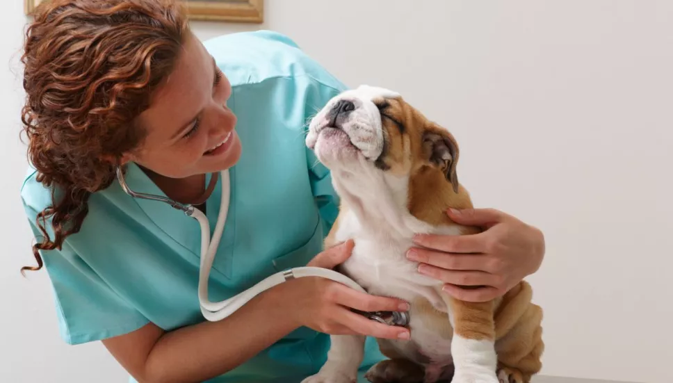 Construirán veterinarias públicas en México