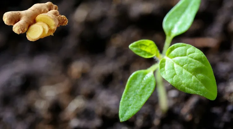 Cómo usar jengibre como abono natural para acelerar el crecimiento de tus plantas.jpg