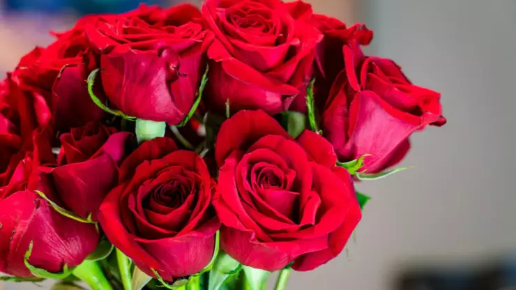 Este es el significado de regalar rosas rojas