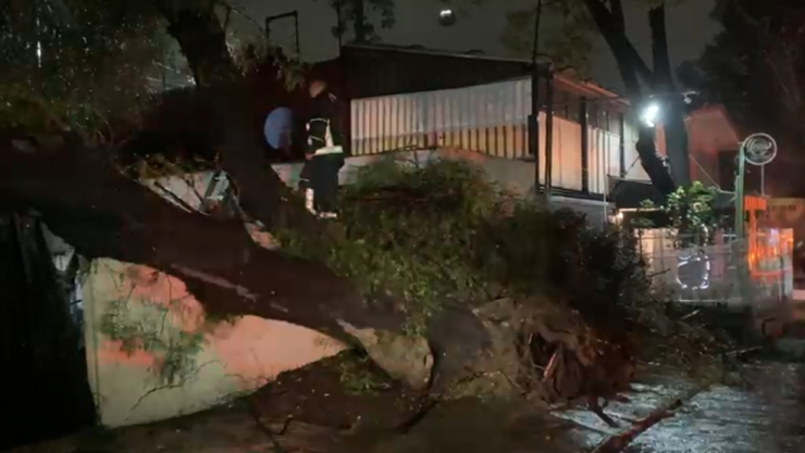 ÁRBOL CAÍDO GAM.jpeg