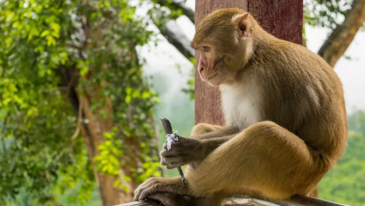 Monos provocan muerte de bebé de 2 meses en India tras lanzarlo a un bidón de agua.jpg