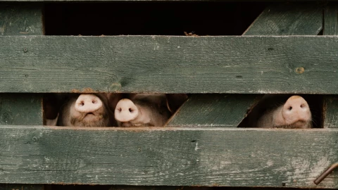 zoonosis qué es ejemplos enfermedades