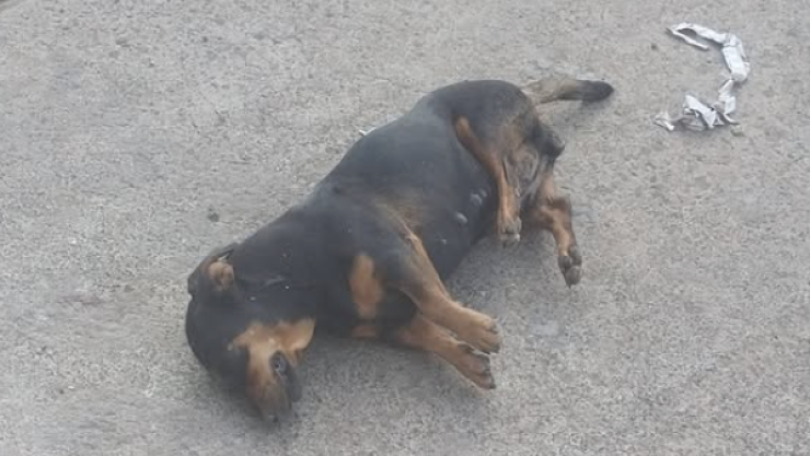Perrito