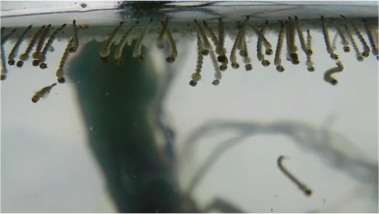 Este es el tip secreto para no tener mosquitos en tu casa