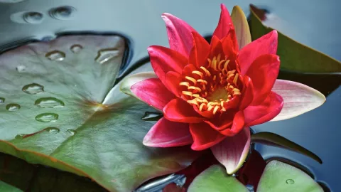 /viajes/conoce-alpuyeca-pueblo-magico-nenufares-aguas-cristalinas-cerca-cdmx-pb-notas