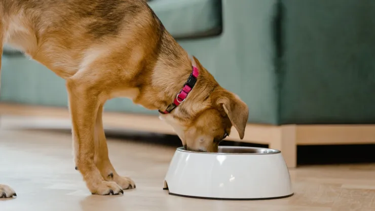 Retiran famosos alimento para perro por posible contaminación con salmonela.jpg