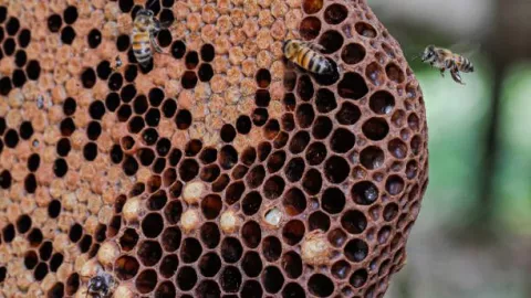 abejas africanas CBTIS 9