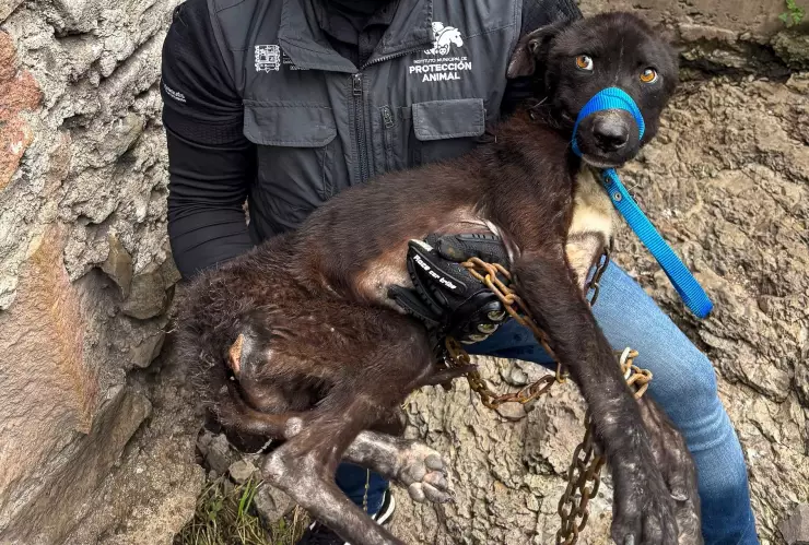 Maltarto animal El Marqués.jpg