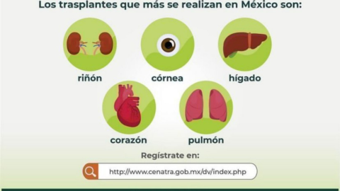 Donante de órganos ¿Te interesa Estos son los requisitos para ser donador