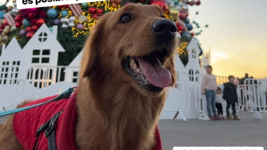 PERRITA EXPLOSION.jpg