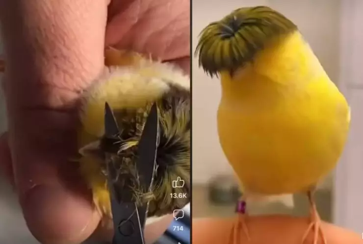 Periquito corte Peso Pluma.