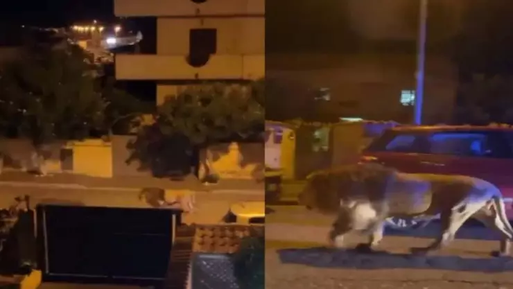 VIDEO_ ¡De terror! León escapa de circo y pasea por las calles de Italia.jpg