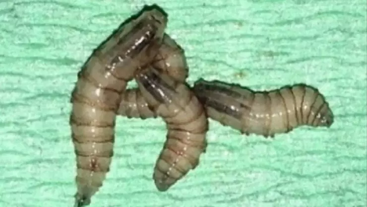 ¡Toma nota! Así puedes combatir el gusano barrenador en Veracruz