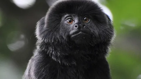 kali mono robado zoologico