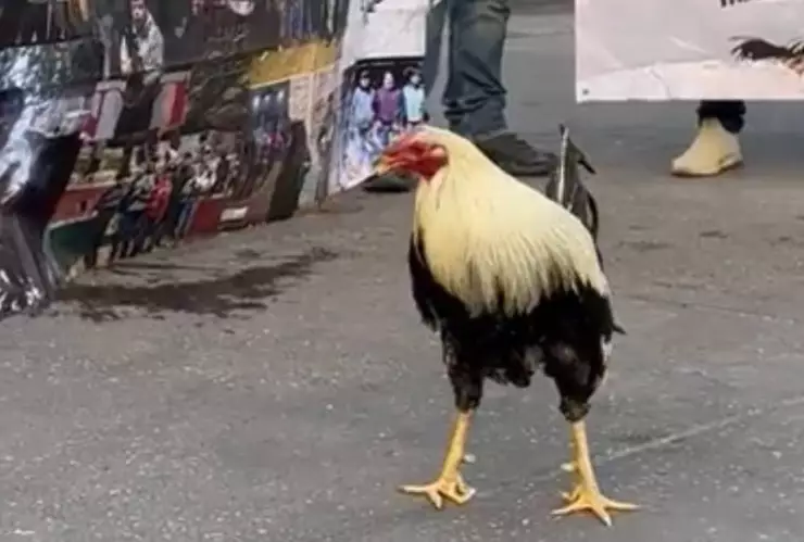Galleros se manifiestan en el Zócalo capitalino