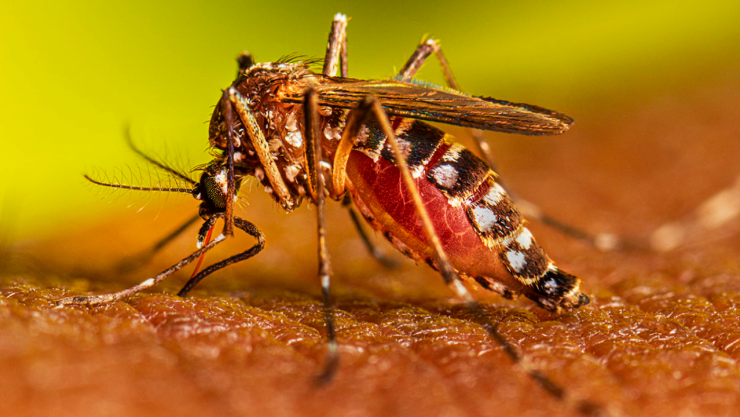 Mosquito que con su picadura transmite el Dengue serotipo 2