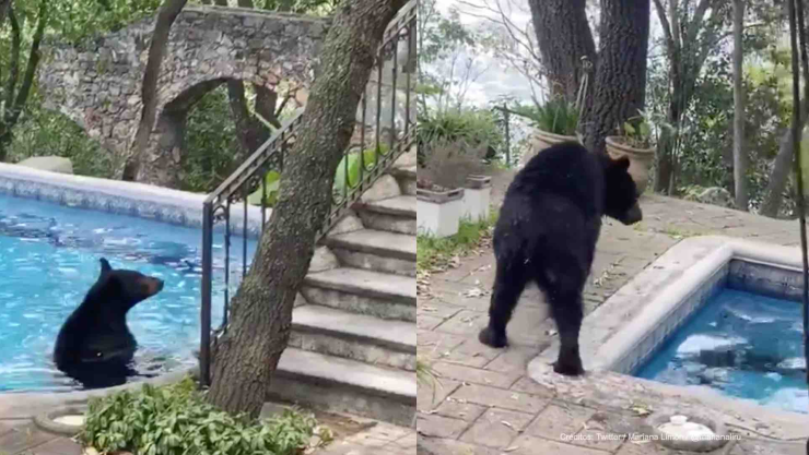 osos visitan casas nuevo león.jpg