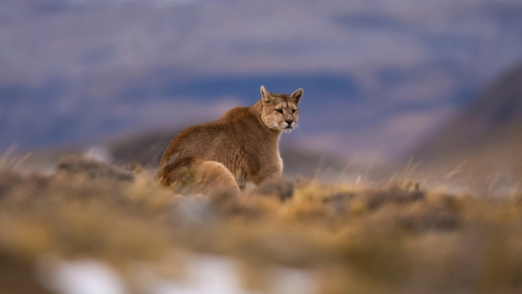 Un puma en medio de un paisaje.