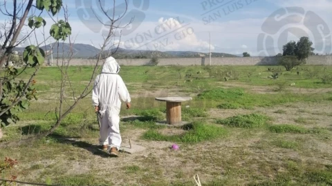 Abejas San Luis de la Paz.png