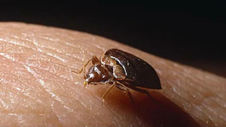Día Mundial de la Enfermedad de Chagas