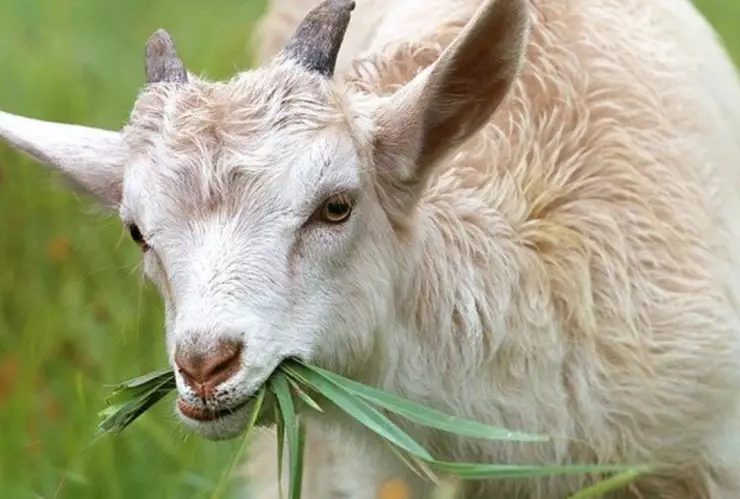 cabra enfermedad holanda.jpg