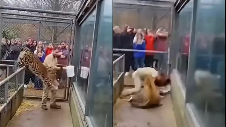 VIDEO | Entrenador queda al borde de la muerte tras ser atacado por un leopardo en un zoológico, un gorila lo rescató