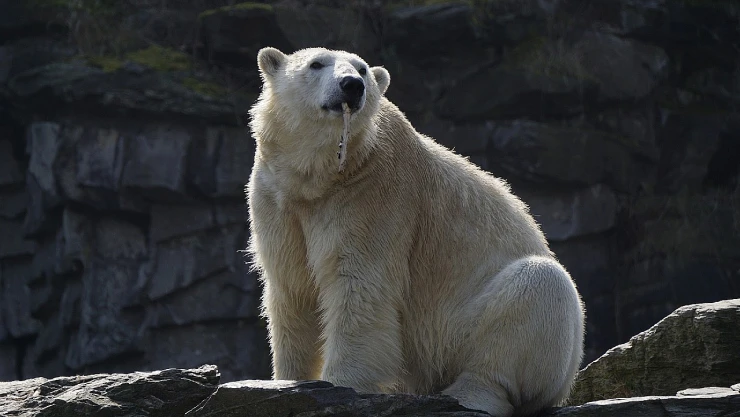 oso_polar_dron