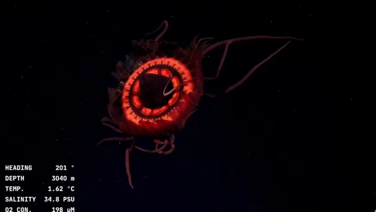 ¿Qué es la criatura marina captada en Cañón de Mar del Plata? Parece de otro planeta