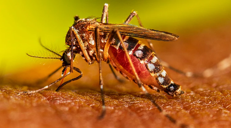 Mosquito que con su picadura transmite el Dengue serotipo 2