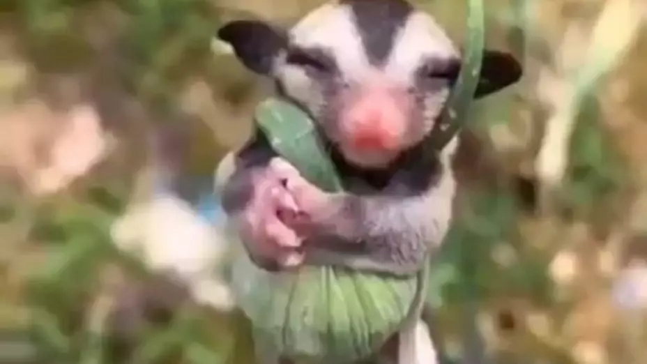 zarigueya bebe.jpg
