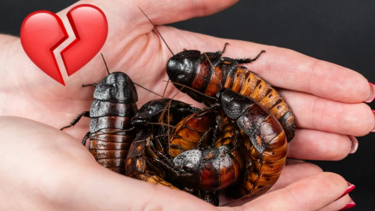 cucarachas