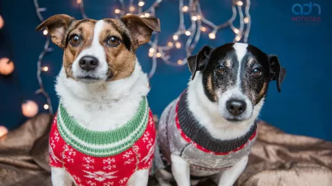 Su&eacute;ter para mascotas