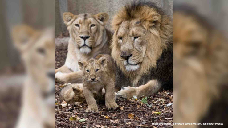 bioparque estrella mexico pide ayuda.jpg