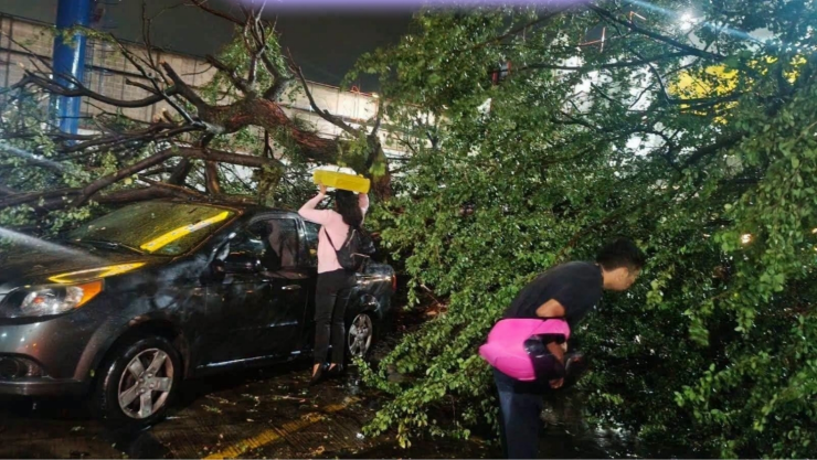 Fuertes vientos derriban un enorme árbol y cae sobre varios vehículos en Cuautla.