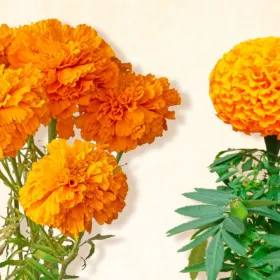 Flor de cempasúchil china y mexicana: diferencias para reconocerlas