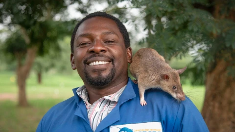 Magawa, rata, minas 1.jpg