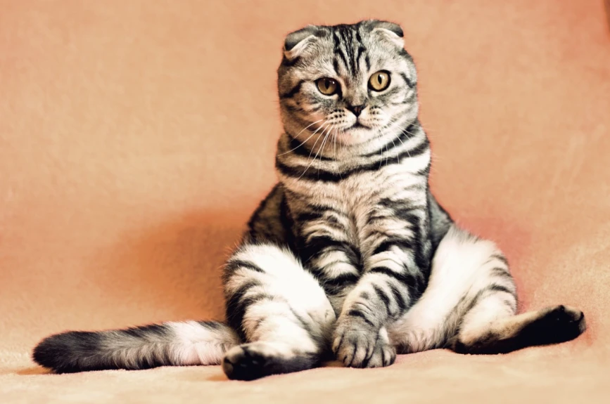 La Organización Mundial de Sanidad Animal (OIE) también había confirmado que un gato en Hong Kong se contagió por el coronavirus SARS-CoV-2.