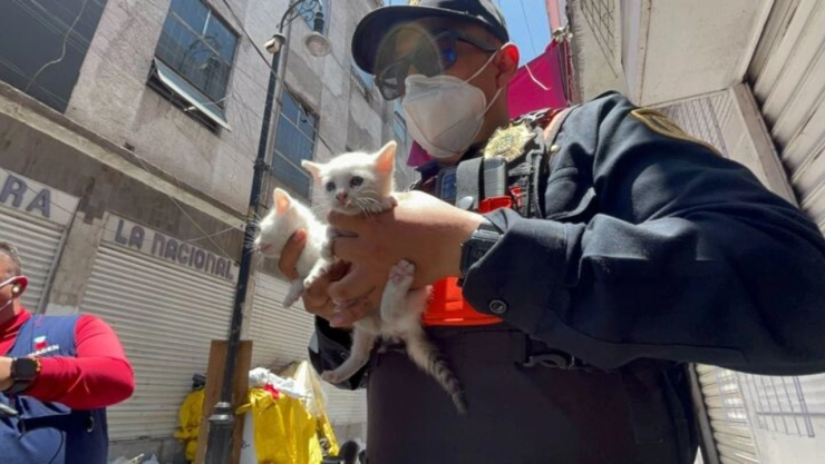 Cuerpos de emergencia rescatan a gatos durante fuerte incendio en bodega de ropa en Mixcalco, CDMX. En las imágenes se observa a un elemento de la policía de la Secretaría de Seguridad Ciudadana cuidando a los felinios.