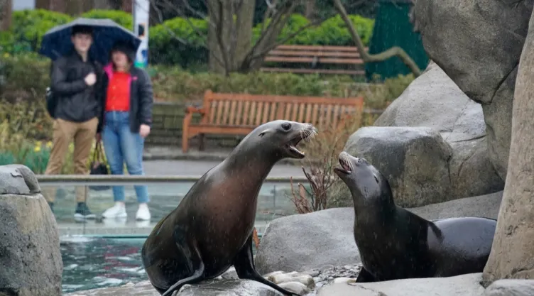 Un león marino en el zoológico de Central Park, Nueva York.