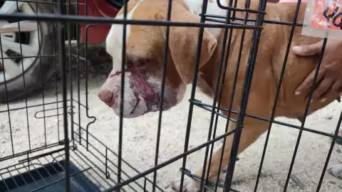 Perrita Akira sobrevive al ataque de dos nauyacas