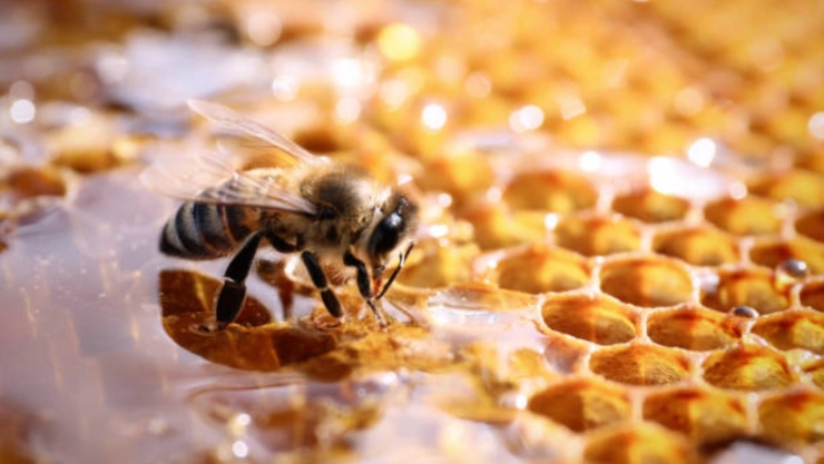 dia-mundial-las-abejas-como-el-colapso-los-polinizadores-amenaza-alimentos-y-economia-mexico