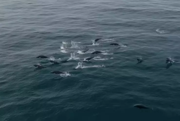 una vista de los delfines nadando por las aguas californianas. 