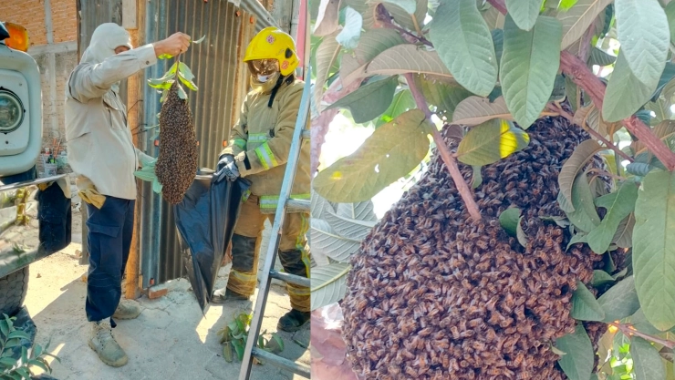 Enjambre de abejas Tuxtla Gutiérrez