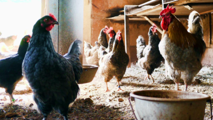 ¿Hay riesgo de contagio por fiebre aviar en México?