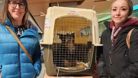 Ella es Malix, la perrita atropellada en Tulum que encontró nueva vida en Canadá.jpg