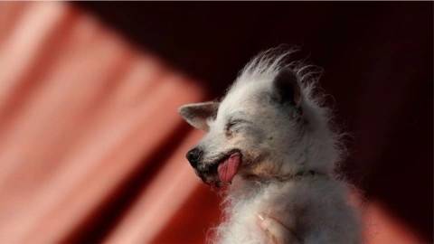 Daisy May, tercer lugar del perro más feo del mundo
